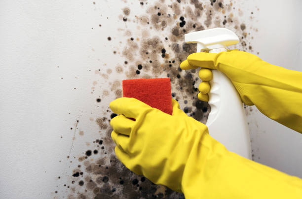 Best White Mold Remediation in Sneads Ferry, NC