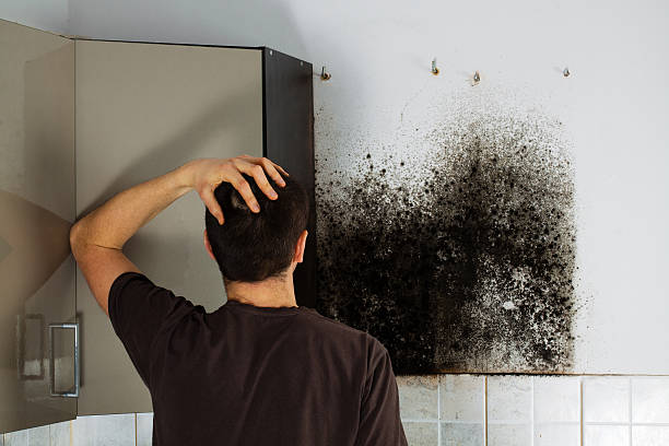 Best Residential Mold Remediation in Sneads Ferry, NC